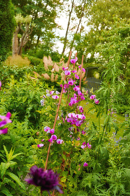 Buy stock photo A series of beautiful garden photos