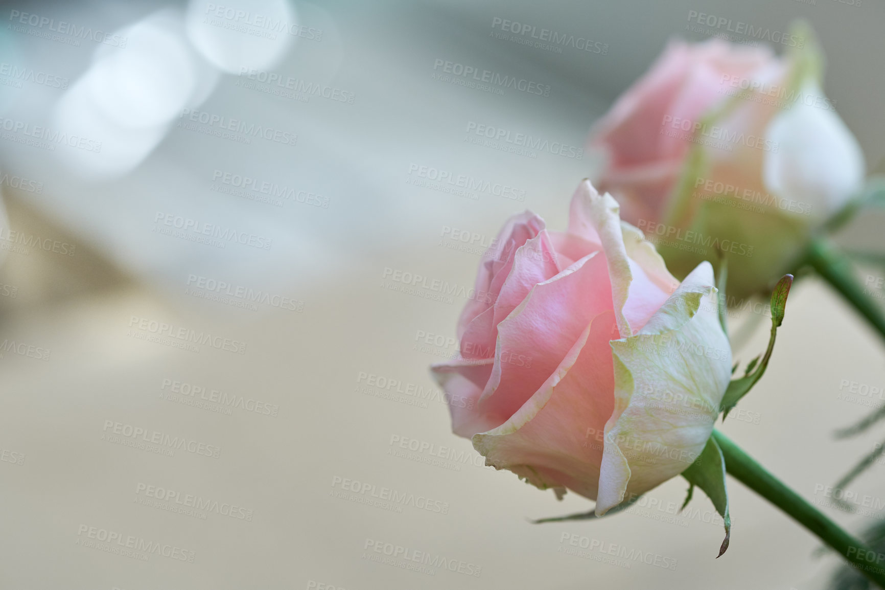 Buy stock photo A photo of a beautiful rose