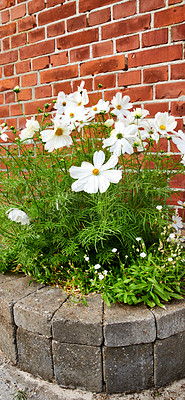 Buy stock photo Beautiful garden cosmos flowers growing near red a brick wall. A vibrant bush of white plants blooming outside a house on a spring day. Lush decorative foliage in the backyard of a home