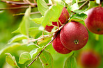 Apples in my gardenm