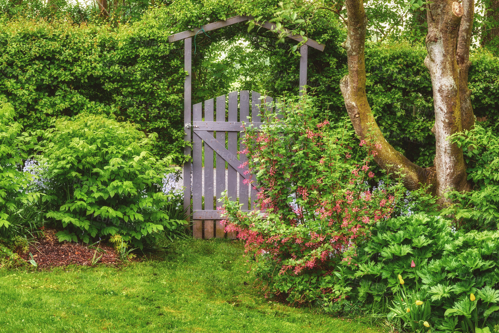 Buy stock photo A scenic garden landscape wrapped in greenery, bushes, flowers and trees. A beautiful backyard setting in the springtime. Small arched wooden gate surrounded by flowers, trees and greenery