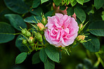 Pink rose in the garden