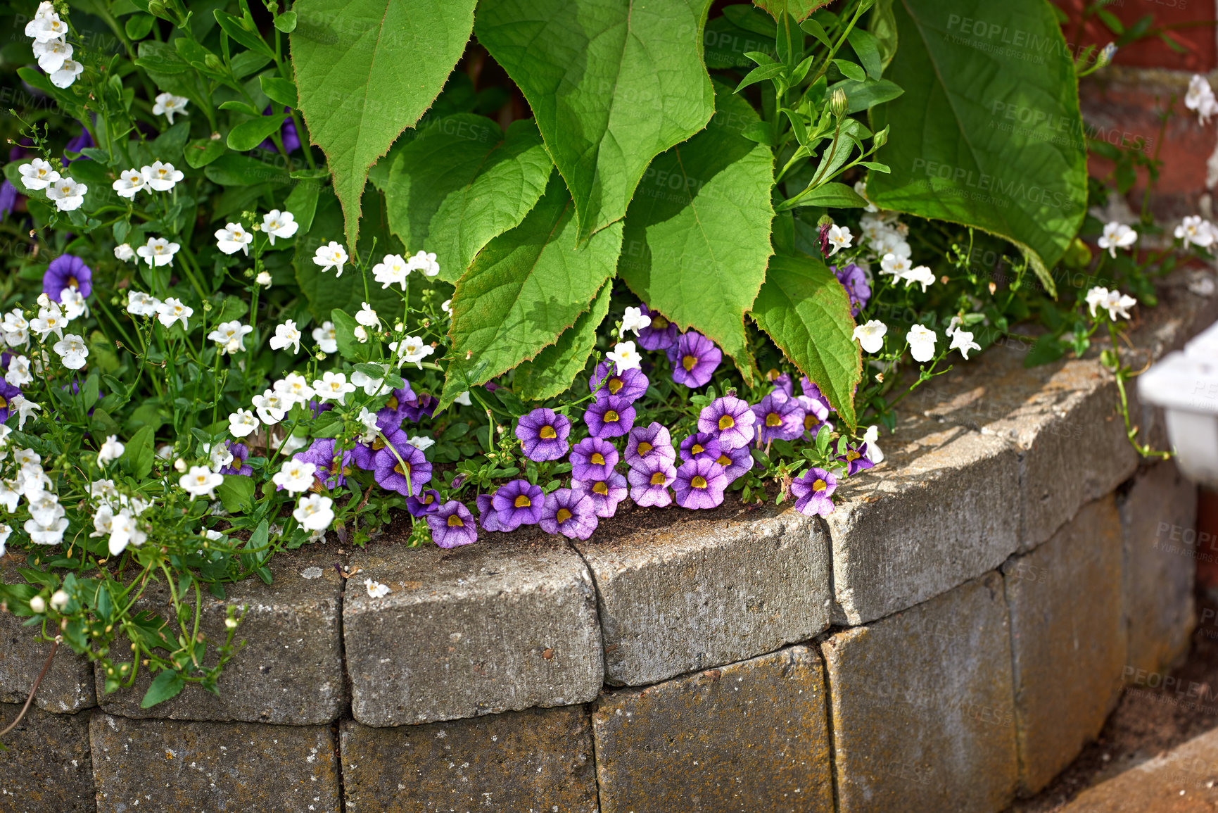 Buy stock photo A series of beautiful garden photos