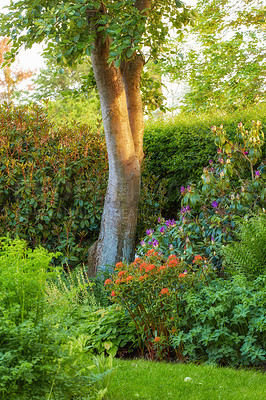 Buy stock photo Lush landscape with trees and flowering plants growing in a garden or park on a sunny day outdoors in spring. Vibrant orange jungleflame geranium and purple catawba rosebay flowers blooming in nature