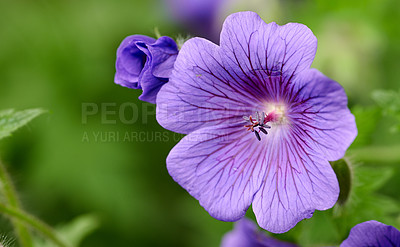 Buy stock photo Closeup of a purple cranesbill flower growing in a garden. Beautiful details of a colorful geranium flowering plant with pretty patterns on petals. Gardening blossoms for outdoor decoration in spring