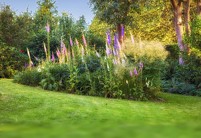 Buy stock photo Pink, white and purple foxglove flowers growing in quiet, green and herbal home garden with copy space. Digitalis purpurea bushes blooming in landscaped and horticulture backyard as medicinal plants