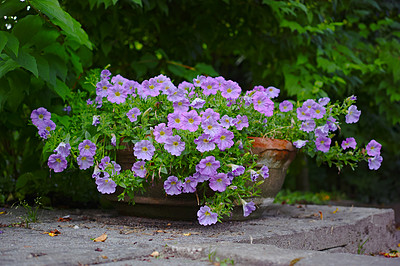 Buy stock photo A flower pot in the garden