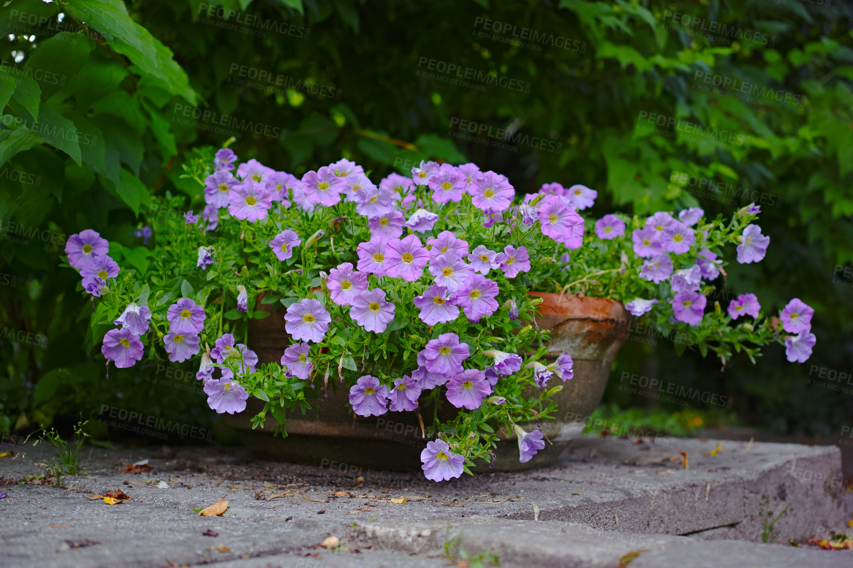 Buy stock photo A flower pot in the garden