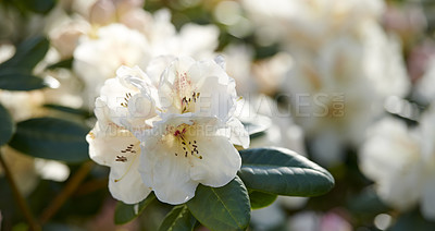 Buy stock photo Rhododendron Flowers in my garden