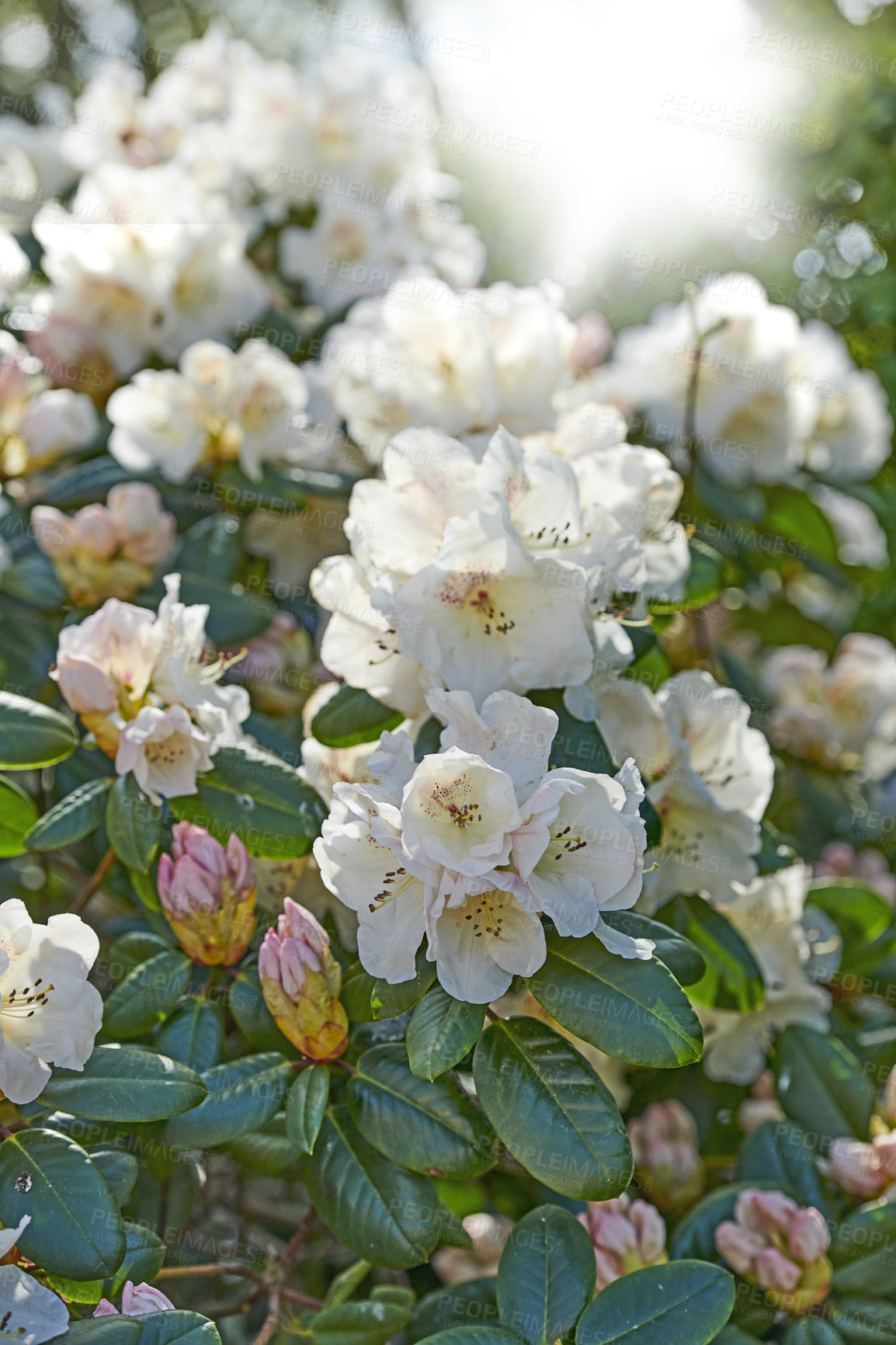 Buy stock photo White Rhododendron Flowers