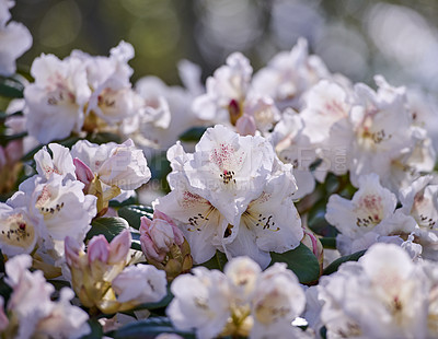 Buy stock photo White Rhododendron Flowers