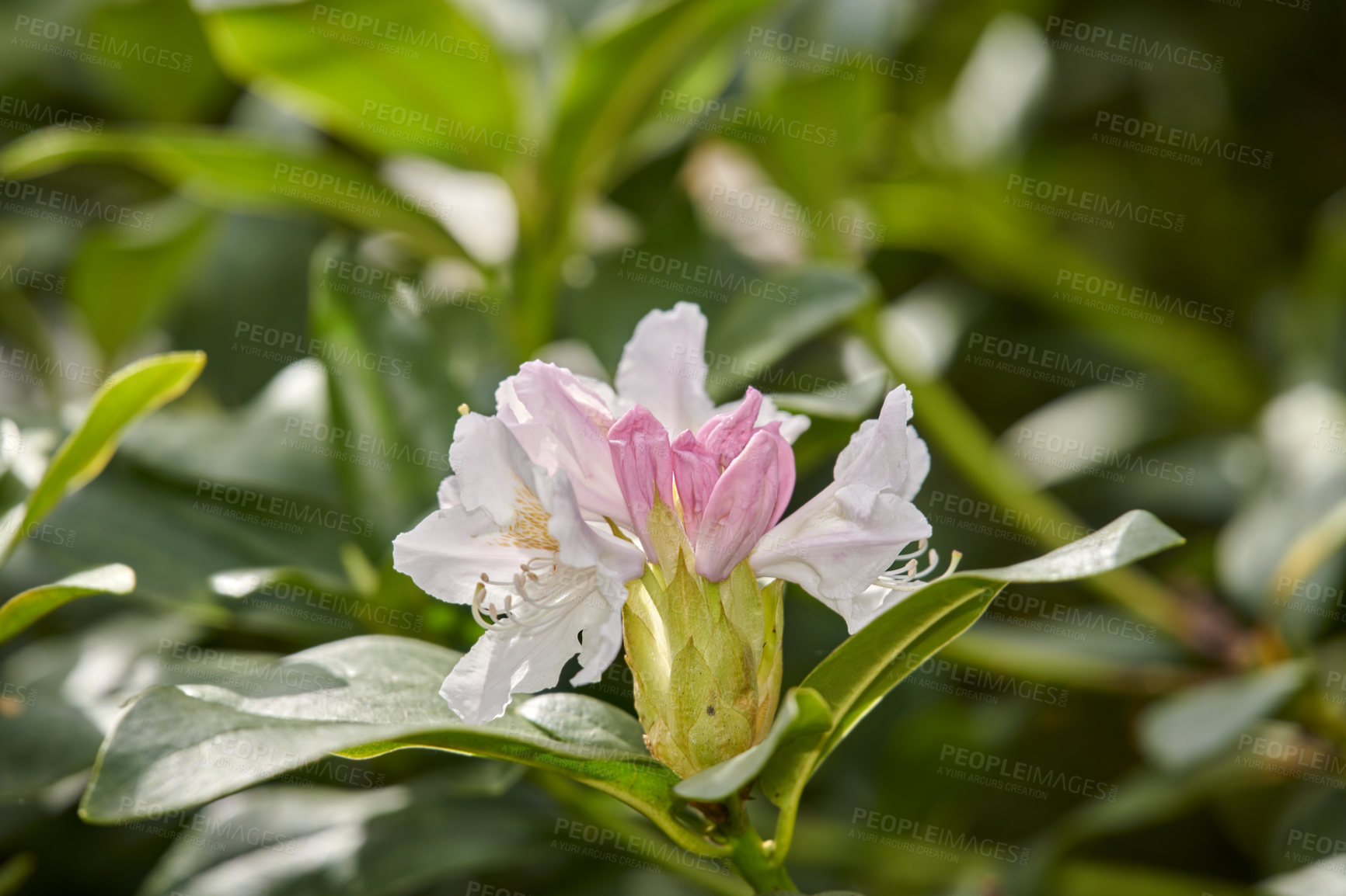 Buy stock photo Rhododendron Flowers in my garden