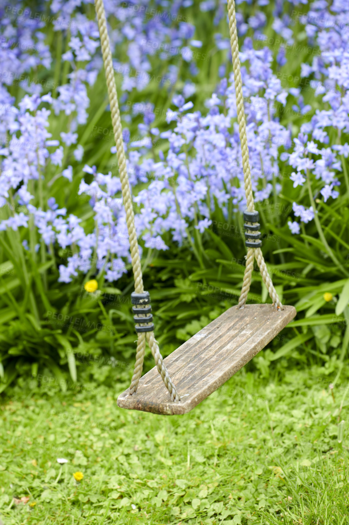 Buy stock photo Empty swing hanging in a relaxing garden with an outdoor view of nature in Spring. Beautiful backyard playground with colorful flowers and a lawn of green grass. Wooden park bench in a quiet forest.