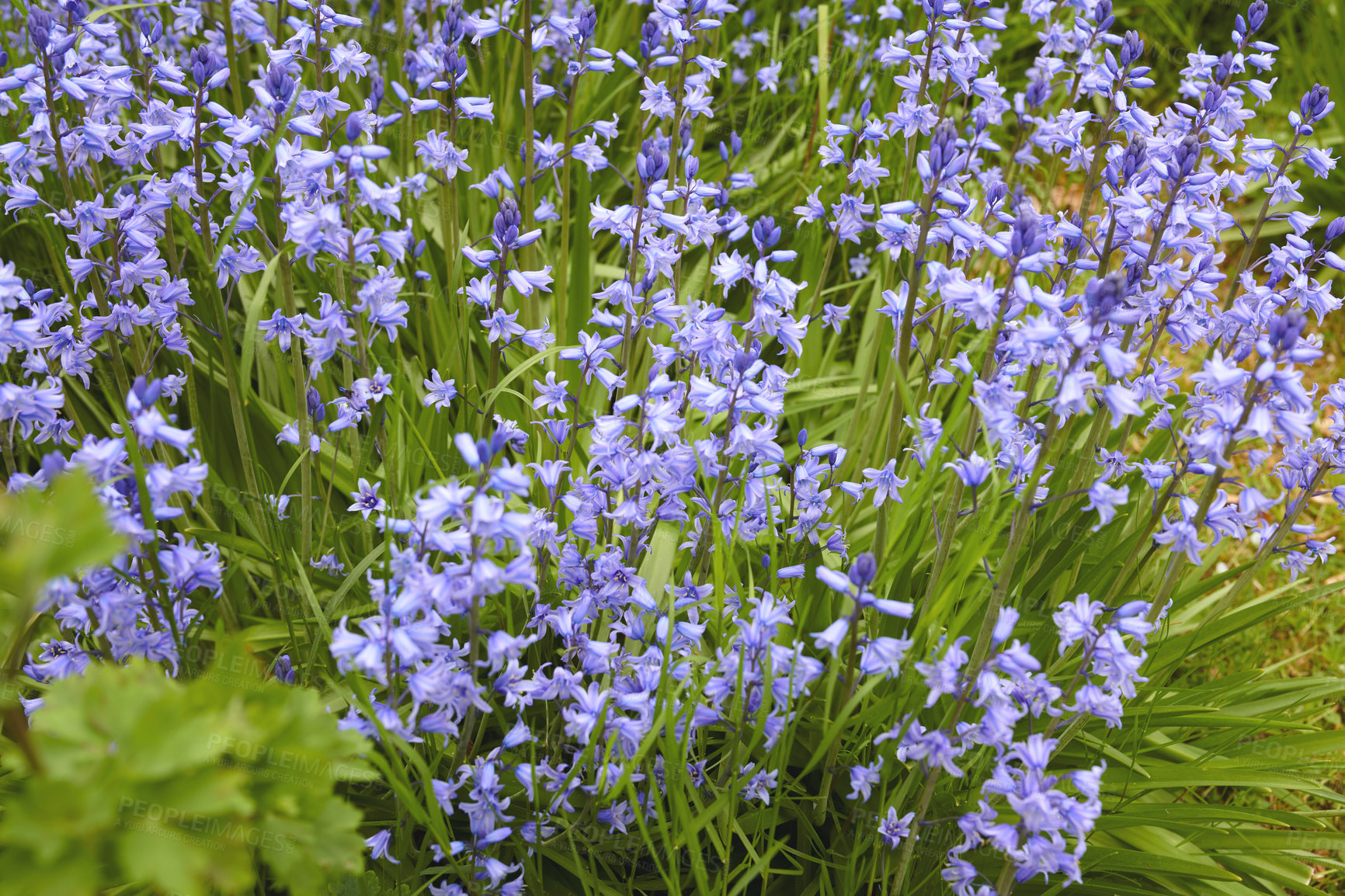 Buy stock photo Colorful purple flowers growing in a garden. Closeup of beautiful spanish bluebell or hyacinthoides hispanica foliage with vibrant petals blooming and blossoming in nature on a sunny day in spring