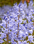 Bluebells in my garden