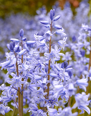 Buy stock photo Spanish bluebell flowers, a species of Hyacinthoides, blooming and blossoming in a field or botanical garden outside. Wild flowering plants thriving outdoors and used for gardening decoration