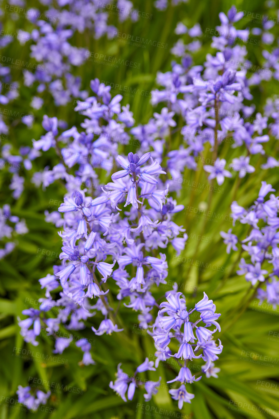 Buy stock photo Closeup of common bluebell flowers growing and flowering on green stems in remote field, meadow or home garden. Textured detail of backyard blue kent bell or campanula plants blossoming and blooming