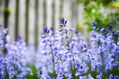 Buy stock photo Bright Bluebell flowers growing in a backyard garden on a spring day. Beautiful vibrant purple plants bloom outdoors in the park on a summer afternoon. A yard with lush botanical greenery blossoming