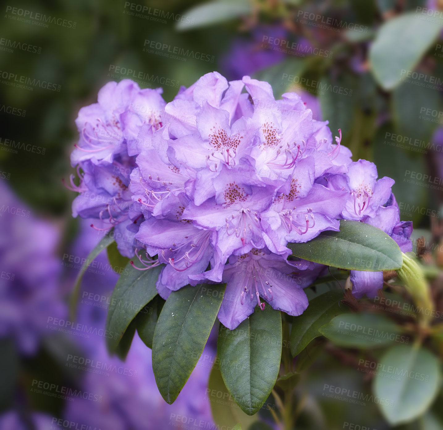 Buy stock photo Rhododendron Flowers in my garden