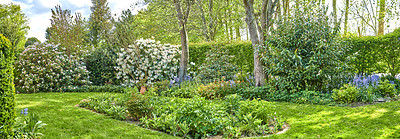 Buy stock photo Landscape of a beautiful garden with manicured lawn and various flowering plants growing on a sunny day outdoors in spring. Vibrant landscaped backyard with overgrown shrubs and flowers