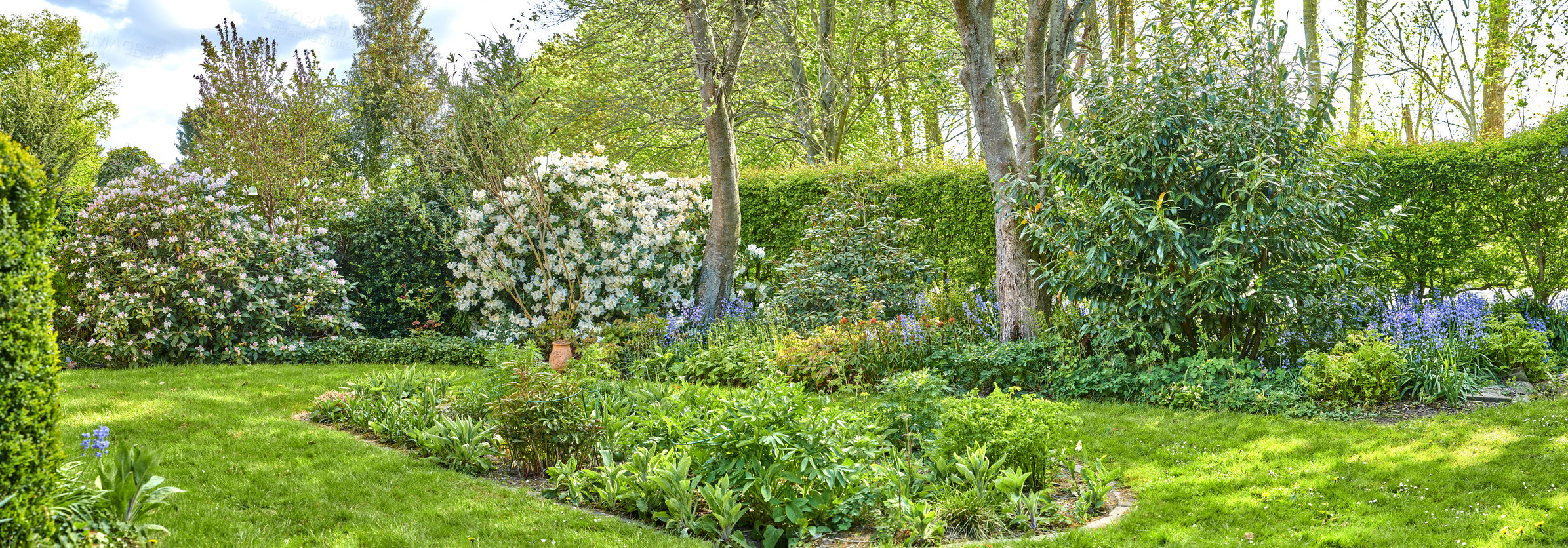 Buy stock photo Landscape of a beautiful garden with manicured lawn and various flowering plants growing on a sunny day outdoors in spring. Vibrant landscaped backyard with overgrown shrubs and flowers