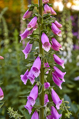 Buy stock photo Colorful foxgloves - digitalis purpurea 