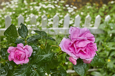 Buy stock photo A photo of a beautiful rose in the garden