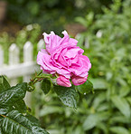 Pink rose in the garden