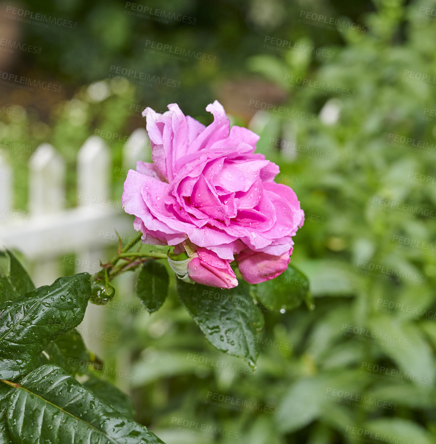 Buy stock photo A detail closeup of a rose in the garden. Blossoming pink flower macro with water drops on dark green leaves. Single bloom against a background of greenery and a white picket fence