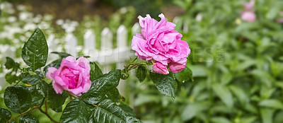 Buy stock photo A photo of a beautiful rose