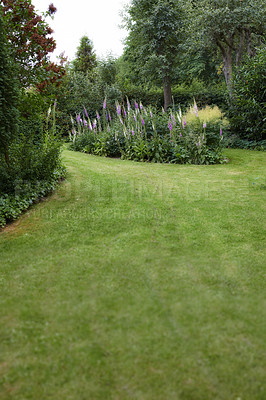 Buy stock photo Landscape view of a cultivated garden with plants and trees in a home backyard. Neat, calm and freshly mowed green lawn and grass. Tranquil and peaceful nature yard to relax and breathe fresh air