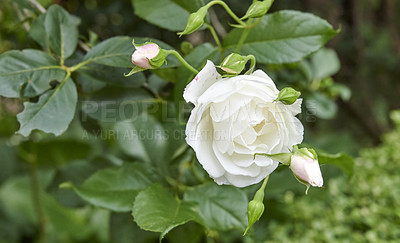 Buy stock photo A photo of a beautiful rose