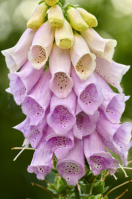 Buy stock photo Closeup of common Foxglove flowers growing in green park. Beautiful details of a colorful tubular pink yellow flowering plant with pretty patterns on petals for outdoor gardening decoration in spring