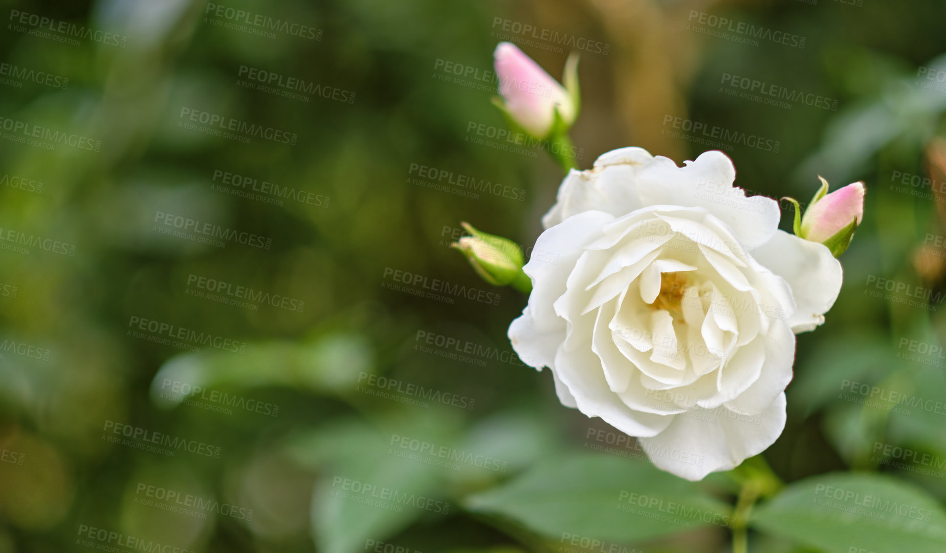 Buy stock photo Flower, garden and white rose with growth, space and botany with blossom for ecology. Floral, petals and plant in nature with leaves, sustainability and eco friendly decoration in spring outdoor