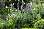 The foxgloves in the garden