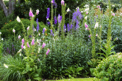 Buy stock photo Lush landscape with colorful flowering plants growing in a garden or park on a sunny spring day outdoors. Pink and purple common foxglove flowers from the plantaginaceae species blooming in nature