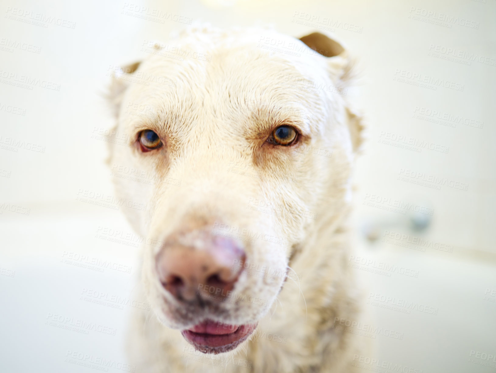 Buy stock photo Cute, bath and dog with hygiene, wet and washing with routine, cleaning and best friend. Animal, home and pet in bathroom, wellness and relaxing with care, health and labrador with grooming or breed