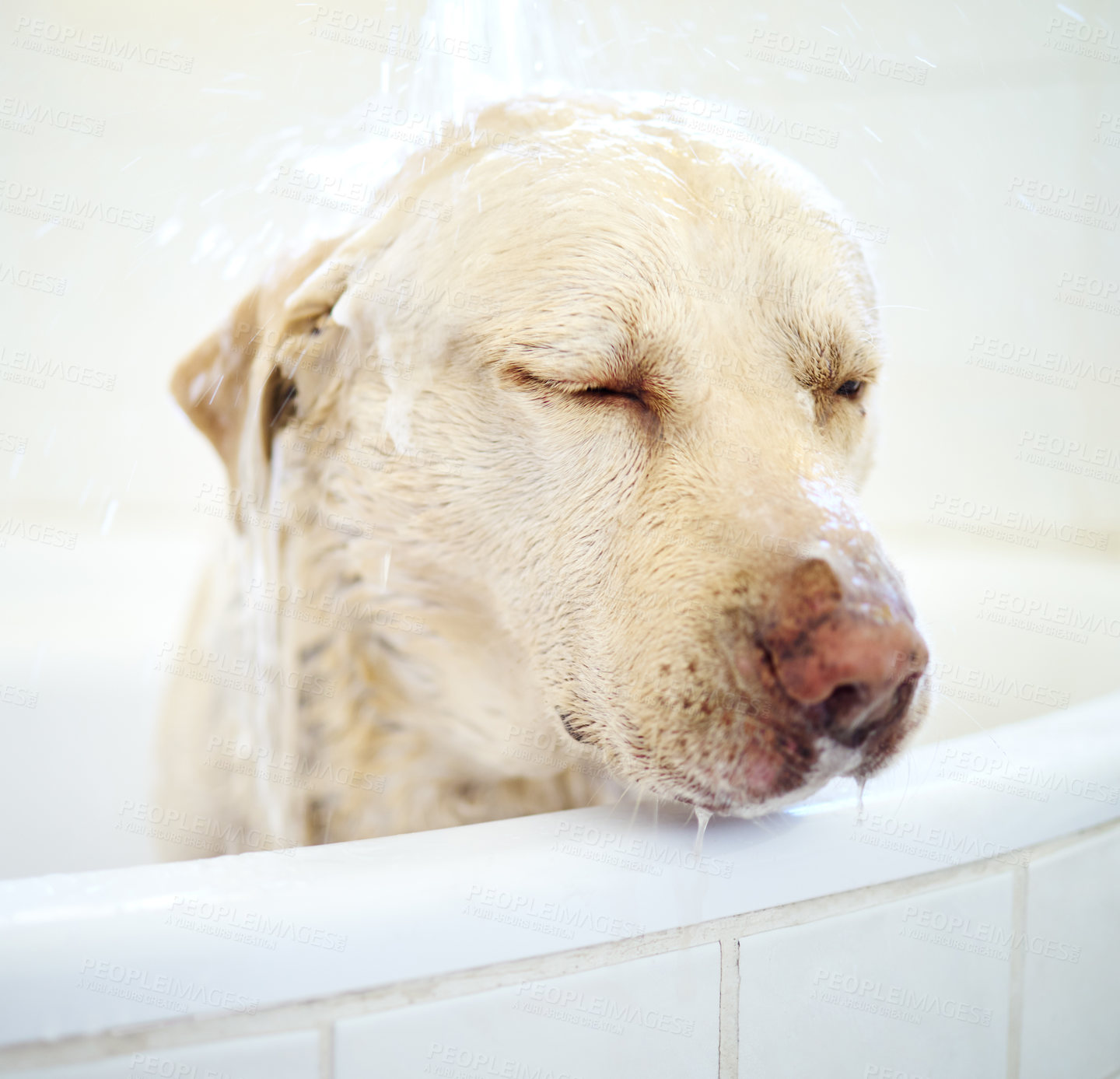 Buy stock photo Shower, dog and cleaning in bathroom in home for wellness, hygiene or health of animal. Pet, bathtub and washing labrador retriever in water for grooming hair or care of cute canine in apartment