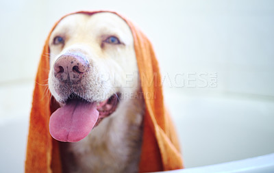 Buy stock photo Shot of an adorable dog having a bath at home