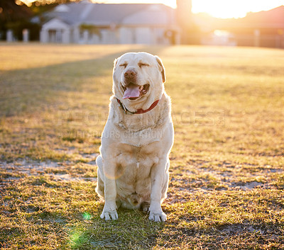 Buy stock photo Shot of an adorable dog relaxing on the grass in a park