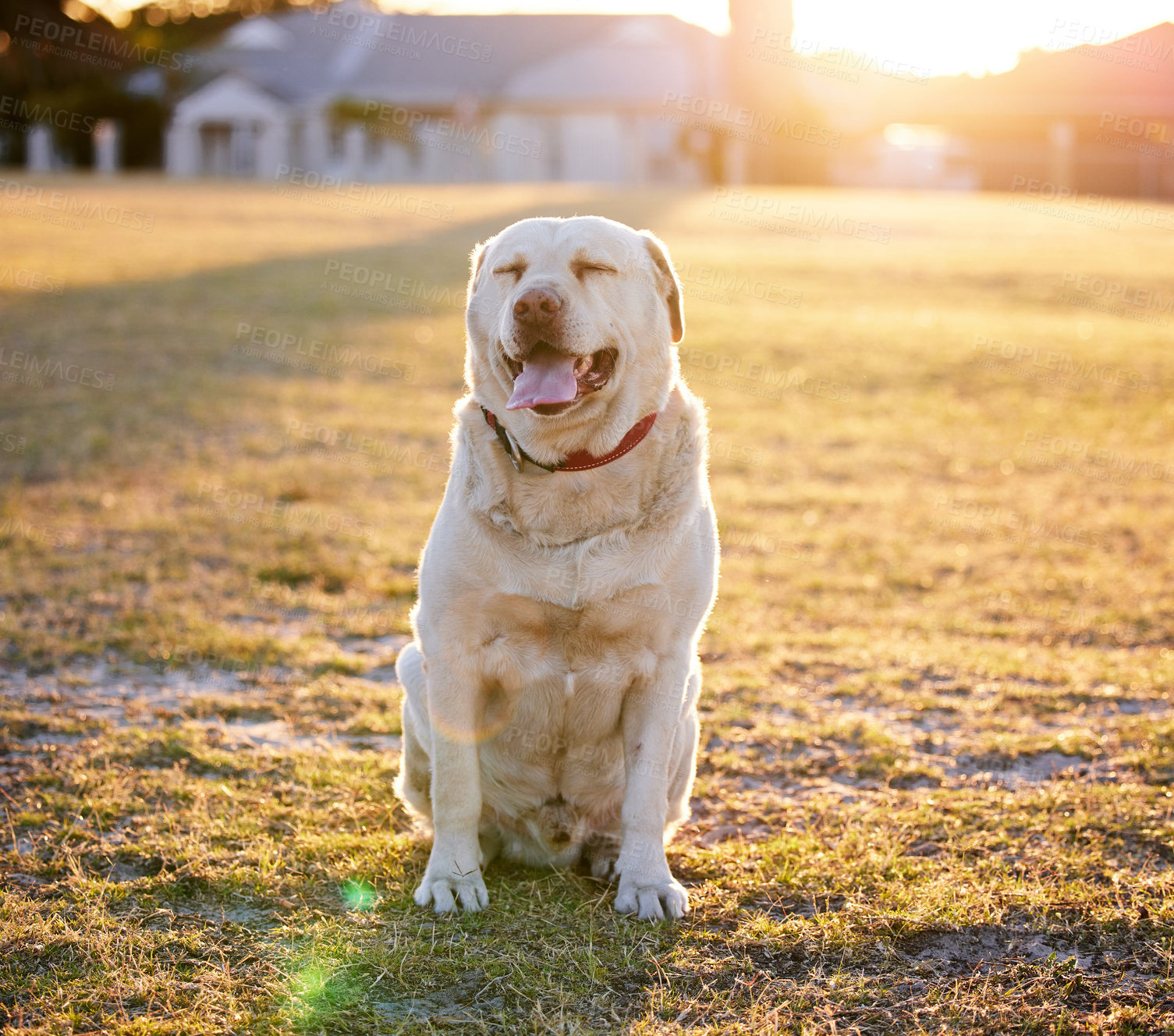 Buy stock photo Shot of an adorable dog relaxing on the grass in a park