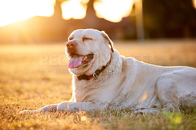 Buy stock photo Nature, sunset and dog on ground, relax and grass in backyard, home and labrador in garden of house. Sunshine, morning and sunrise for pet, animal and fun with peace n field, lawn and outdoor