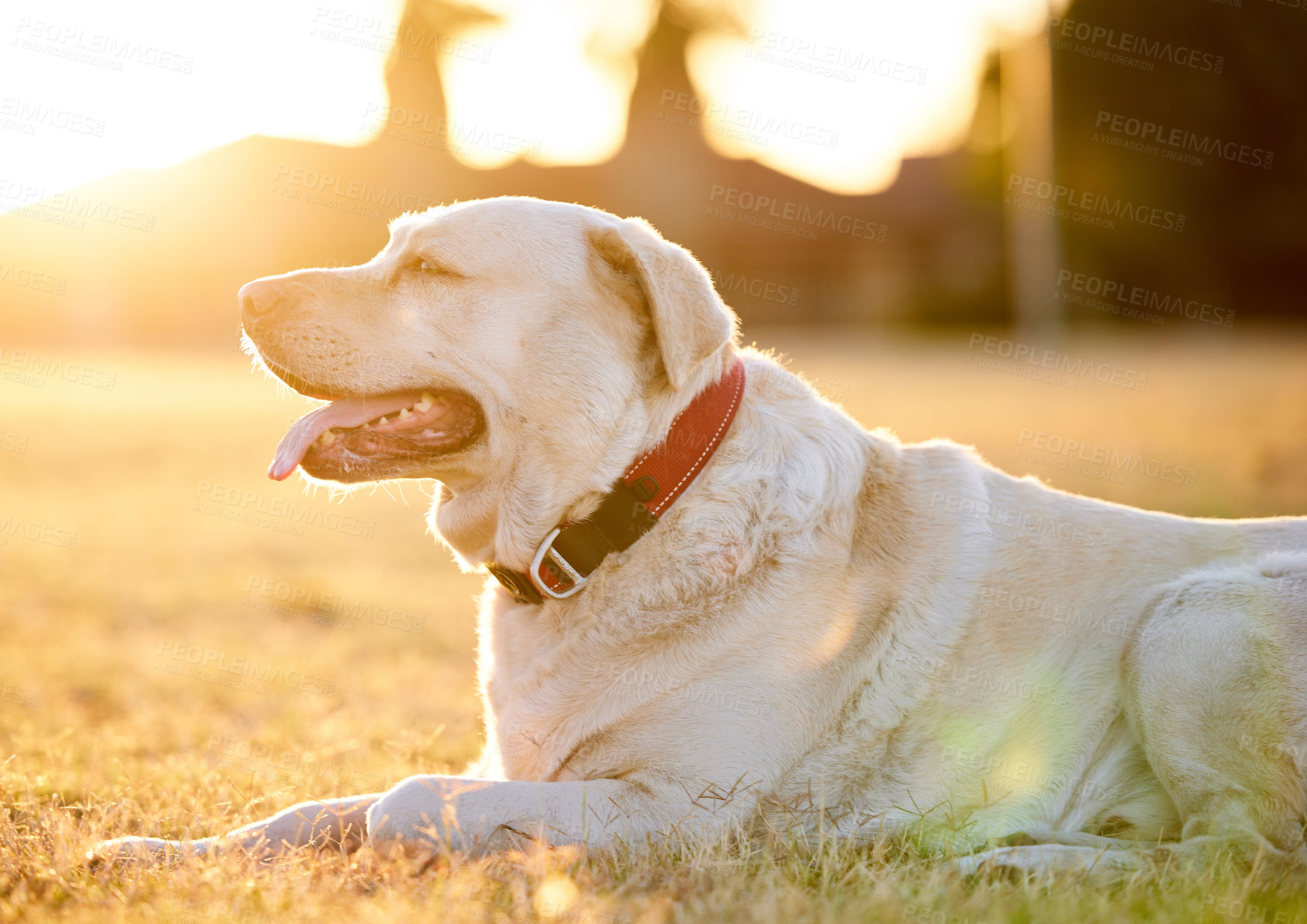 Buy stock photo Shot of an adorable dog relaxing on the grass in a park