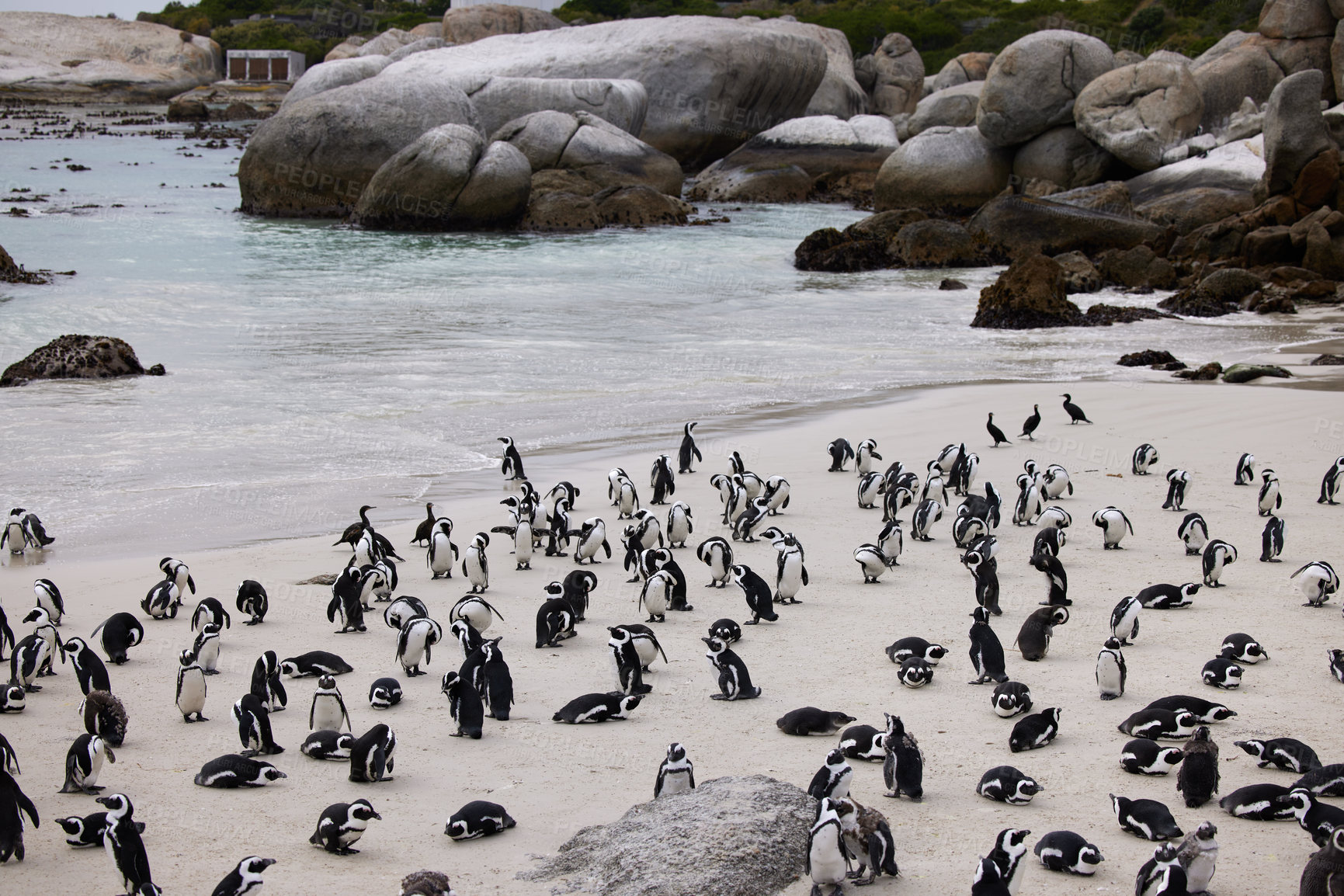 Buy stock photo Shot of penguins at Boulder’s Beach in Cape Town, South Africa