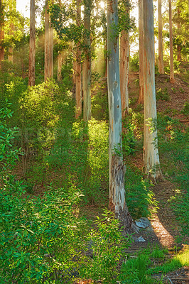 Buy stock photo Plants and trees on a mountain in a forest in South Africa, Western Cape. Beautiful and quiet scenic view of vegetation and greenery growing in the lush green nature during the day in summer