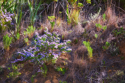 Buy stock photo Mountain side with plants and flowers on sunny Summer day. Isolated outdoor area has colorful grass bushes and purple flora. This wild yet tranquil space is found in the Western Cape of South Africa