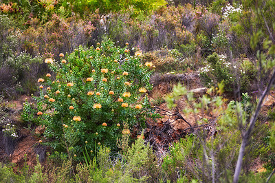 Buy stock photo Pincushion protea flowers on a mountainside outdoors during Summer. Isolated natural spurges of yellow petals blossoming and with green bushes behind. Calm area in a rural ecological environment