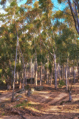 Buy stock photo A beautiful bright forest with lush green trees on a vibrant spring day. The landscape of the uncultivated woods with greenery outdoors on a summer afternoon. Peaceful and scenic view of woodlands