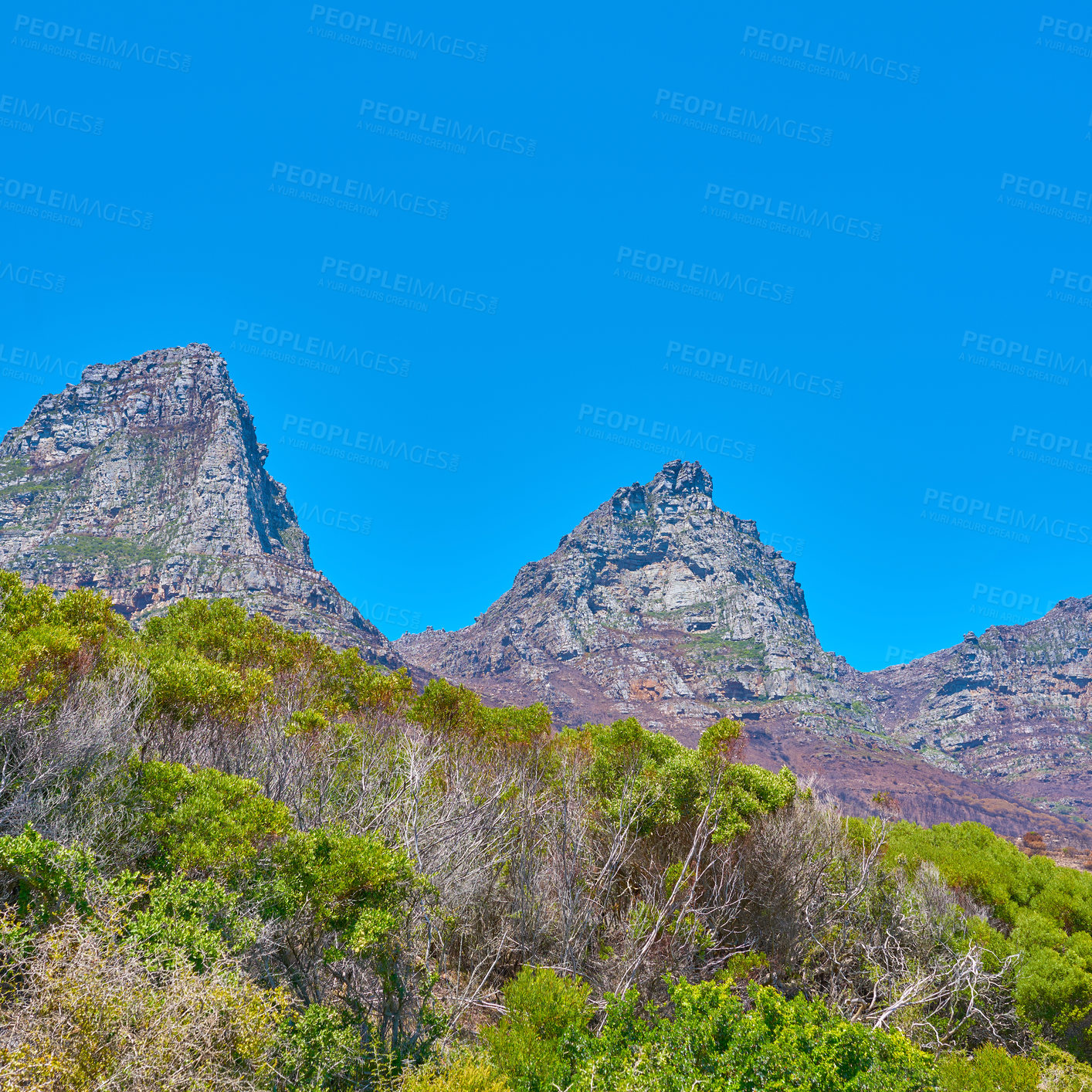 Buy stock photo Famous mountain hiking destination with copy space, green forest trees and woods in Cape Town, South Africa. Landscape view of the Twelve Apostles Mountains with blue sky in a serene nature reserve