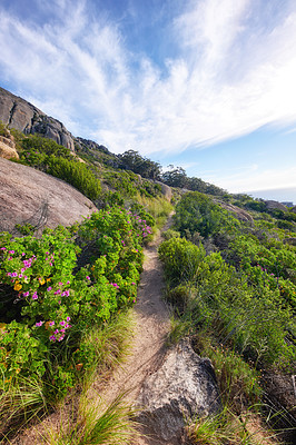 Buy stock photo Relaxing nature scene of outdoor hiking trail amongst flower fields on a mountain on a sunny day in Summer or Spring. Peaceful walking path between plants and bushes. Scenic route with trees ahead.